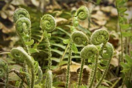 Oh, Fiddleheads: Edible Spring Fern Fronds Image